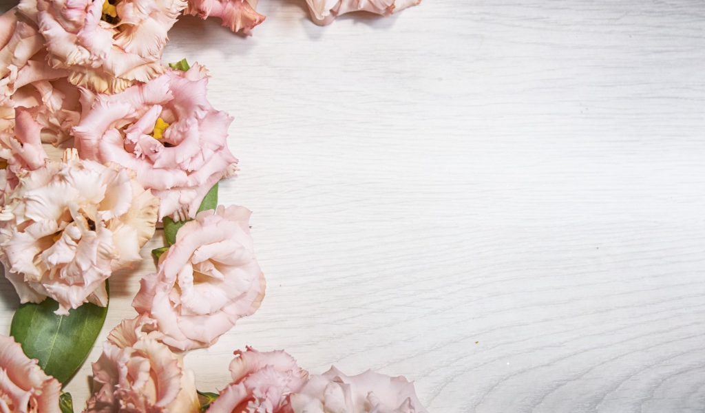 Розовые цветы эустомы на шаблоне для открытки 