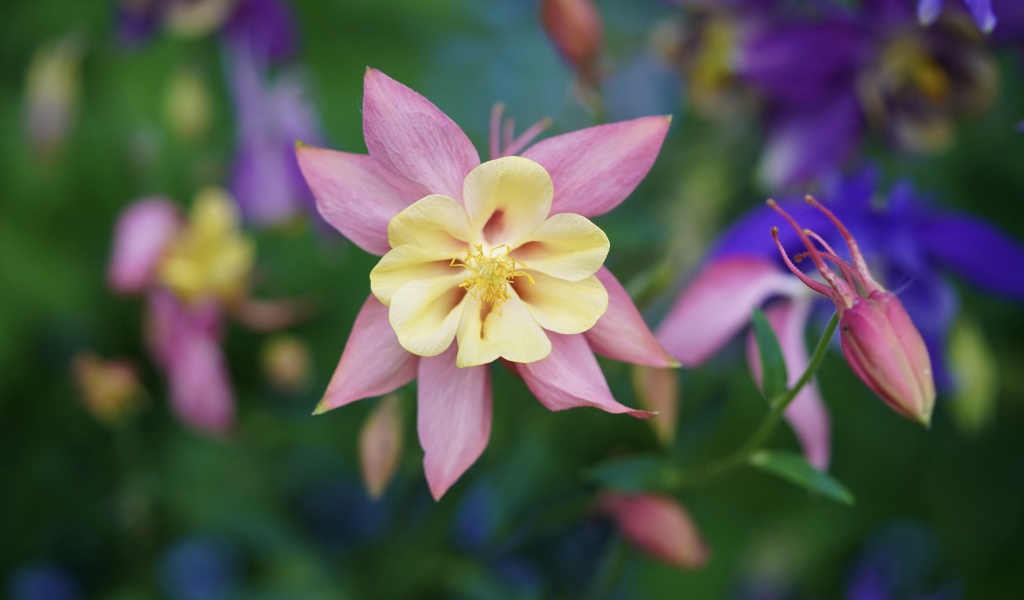 Розовые цветы водосбор крупным планом