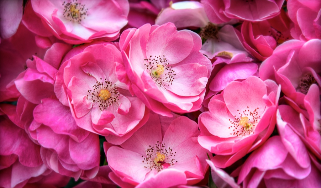 Розовые цветы парковой розы крупным планом