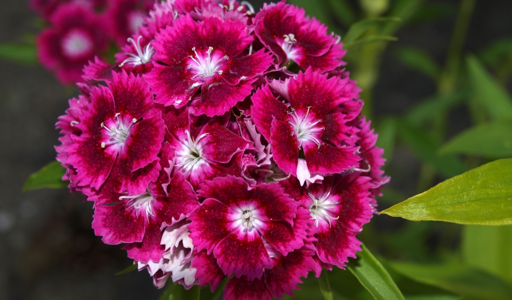 Розовые цветы садовой гвоздики на клумбе 