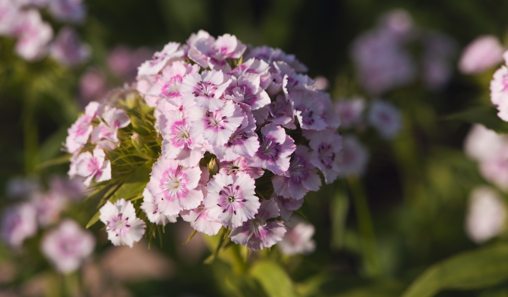 Розовые цветы розовой гвоздики в лучах солнца 