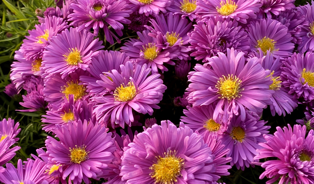 Розовые цветы сентябринки крупным планом