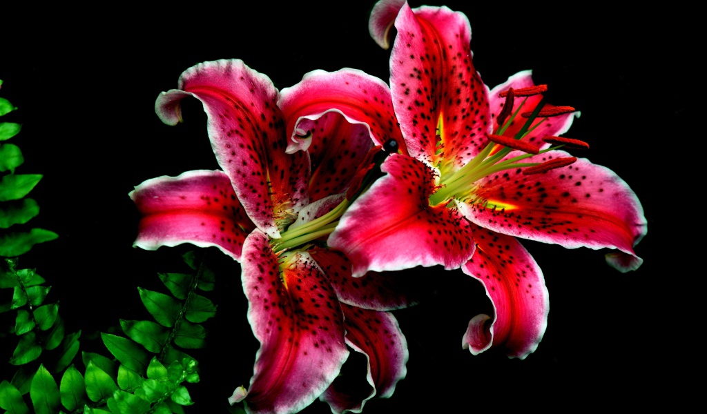 Розовые цветы тигровой лилии крупным планом на черном фоне