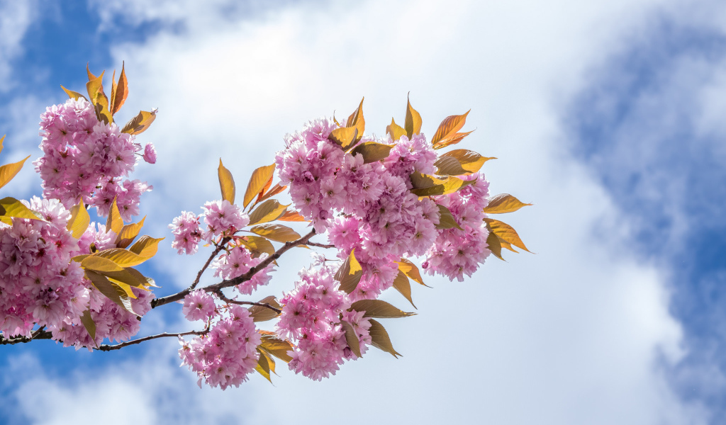 Розовые цветы на ветке на фоне неба с белыми облаками