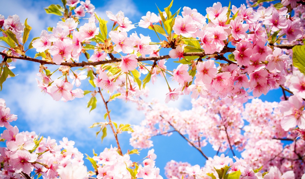 Розовые цветы на ветке с зелеными листьями в лучах солнца