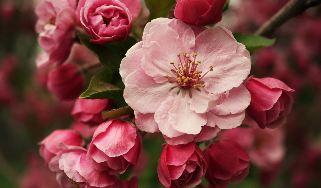 Розовые цветы на ветке дерева крупным планом