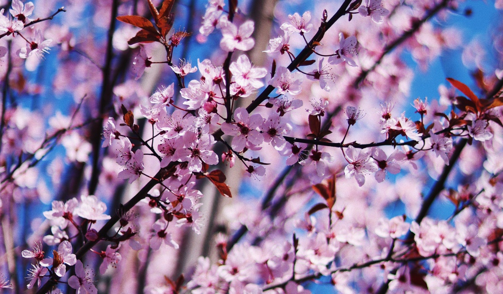 Розовые цветы на дереве весной 