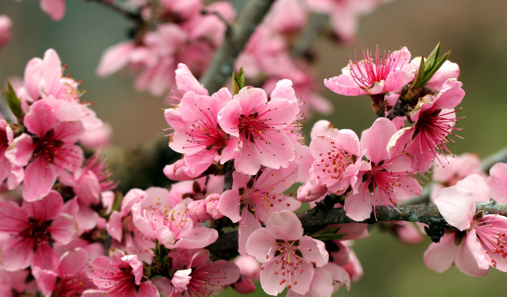 Розовые цветы на ветках дерева 