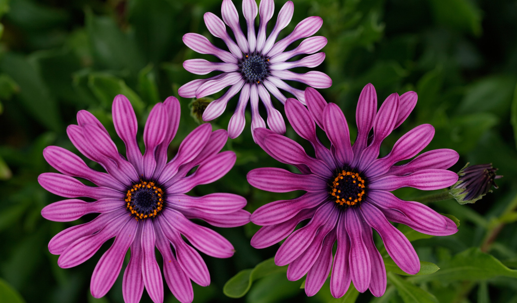 Розовые цветы остеоспермум крупным планом 