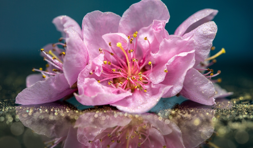 Розовые цветы отражаются в поверхности