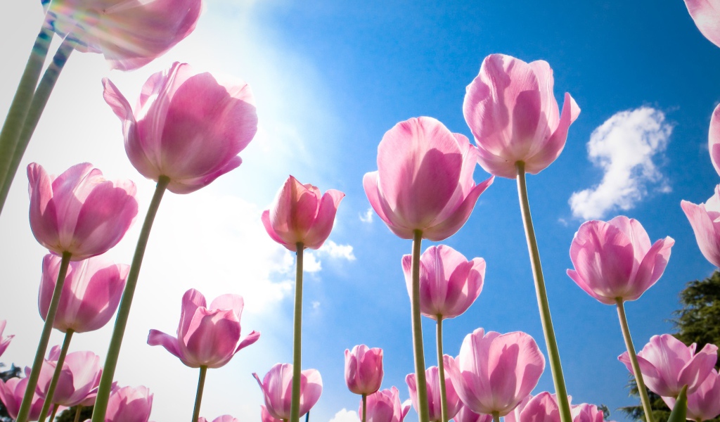 Розовые цветы тюльпаны на фоне голубого неба 