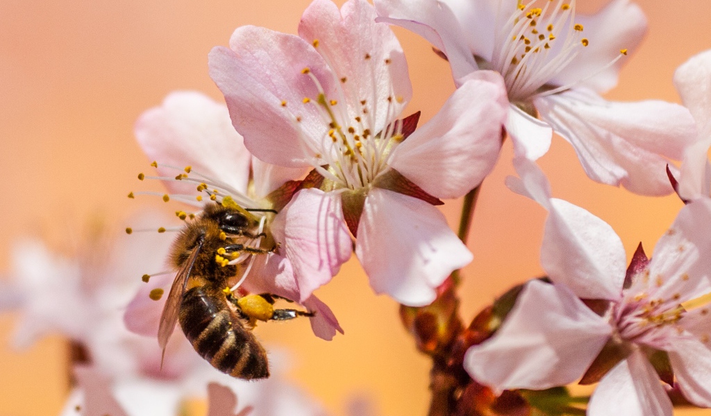 Розовые цветы с пчелой крупным планом 