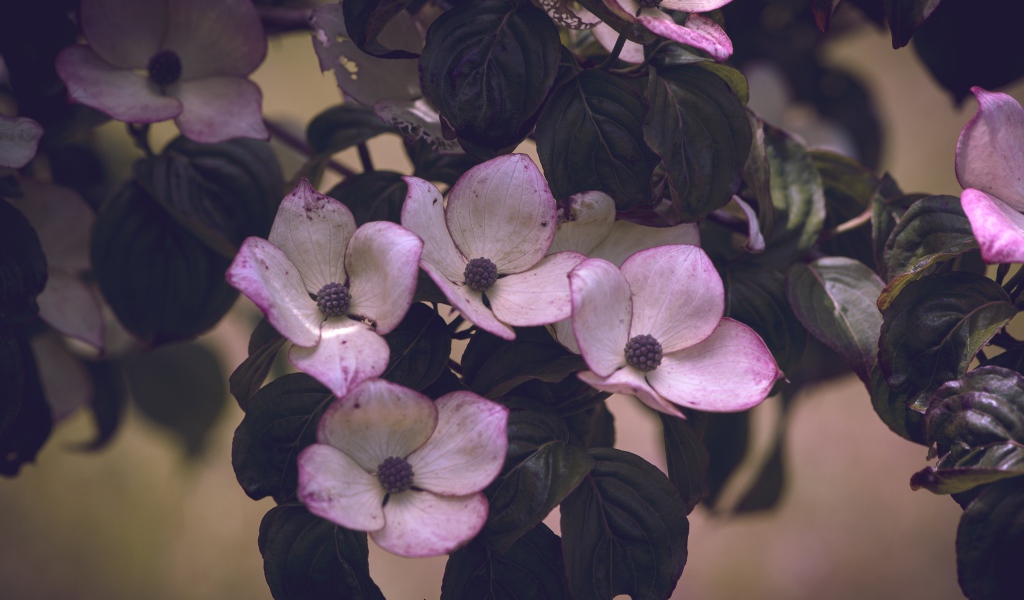 Розовые цветы с зелеными листьями на дереве 