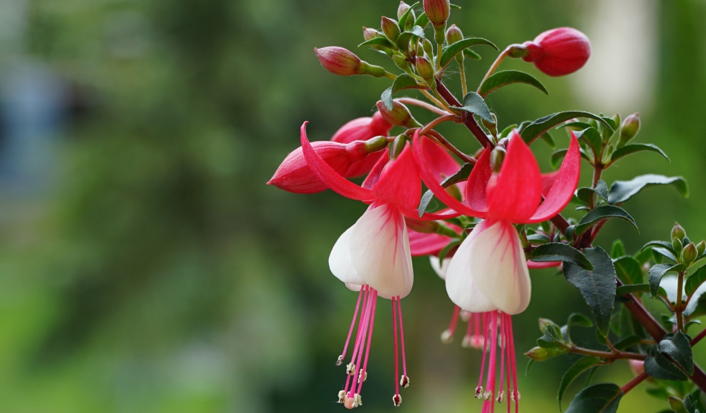 Розовые цветы фуксии с бутонами на ветке 