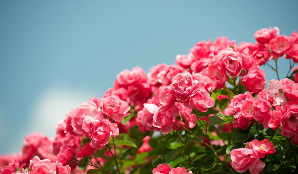 Розовые садовые цветы розы на фоне голубого неба 