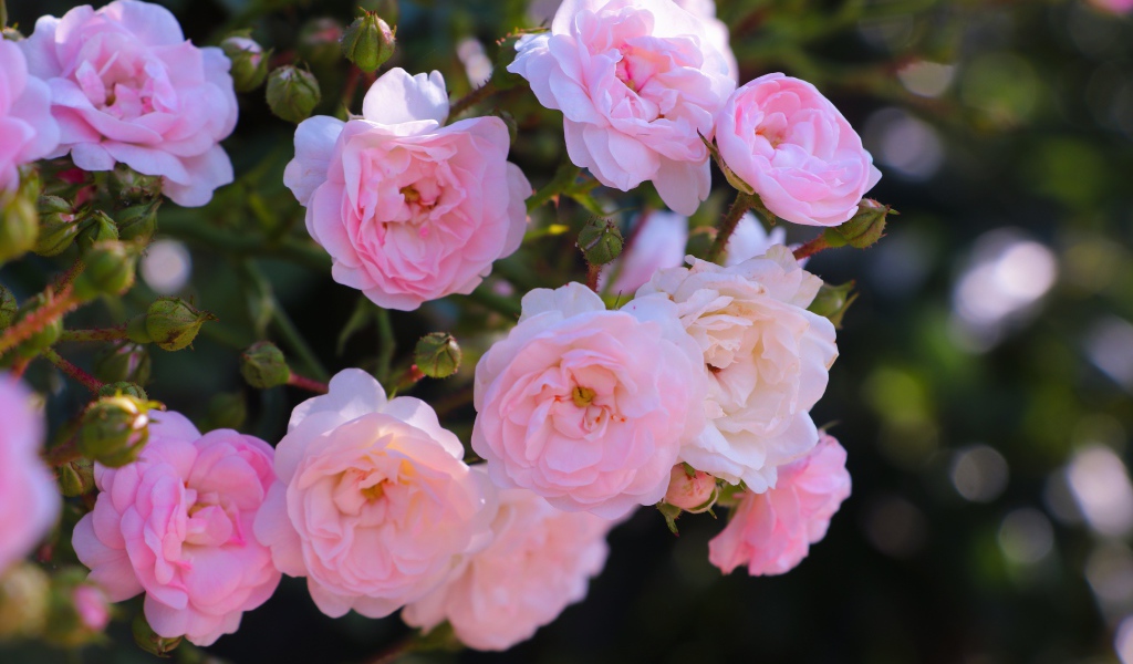 Розовые цветы садовой розы на клумбе 