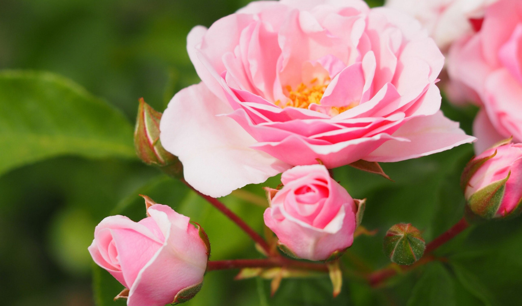 Розовая садовая роза с бутонами на клумбе