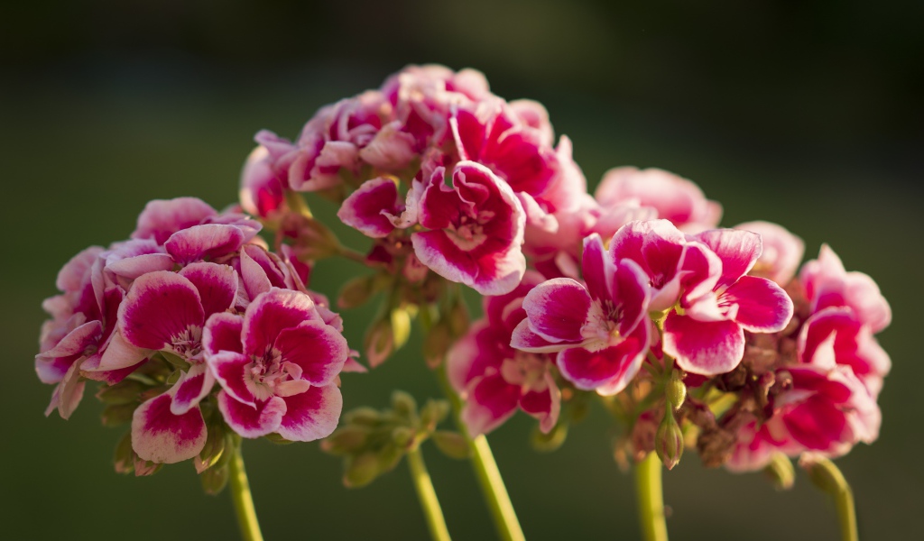 Розовые цветы герани в лучах солнца крупным планом