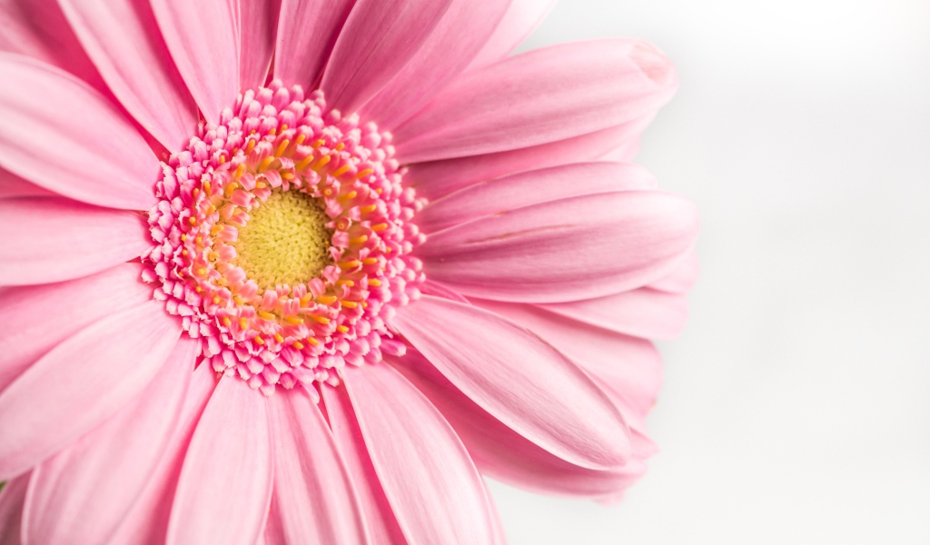 Розовый цветок герберы на белом фоне крупным планом