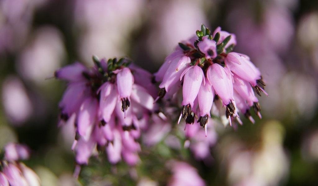 Розовые цветы вереск крупным планом