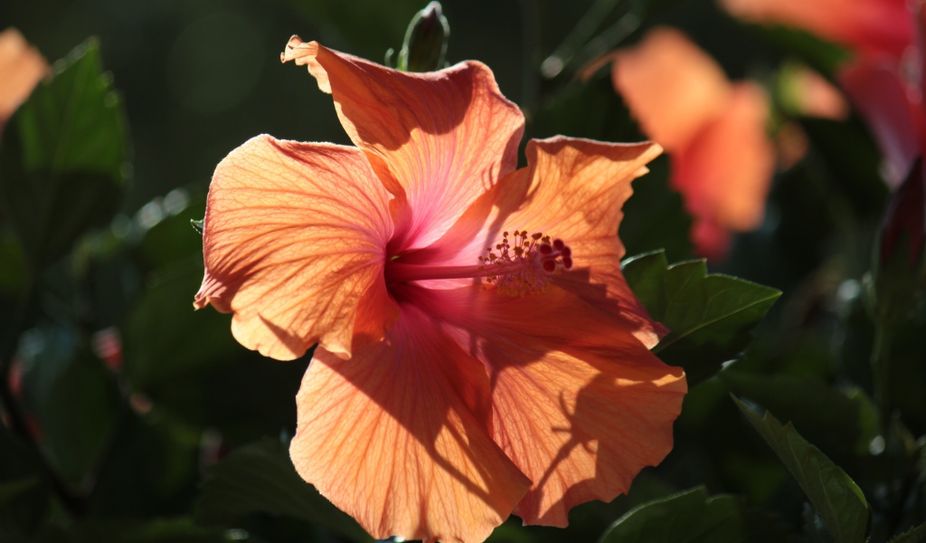 Розовый цветок гибискуса в лучах солнца на клумбе 