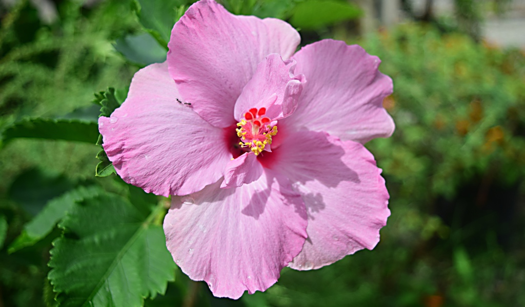 Розовый цветок гибискуса на клумбе крупным планом