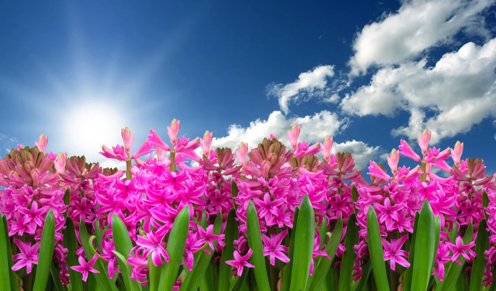 Розовые цветы гиацинта в лучах солнца в голубом небе 