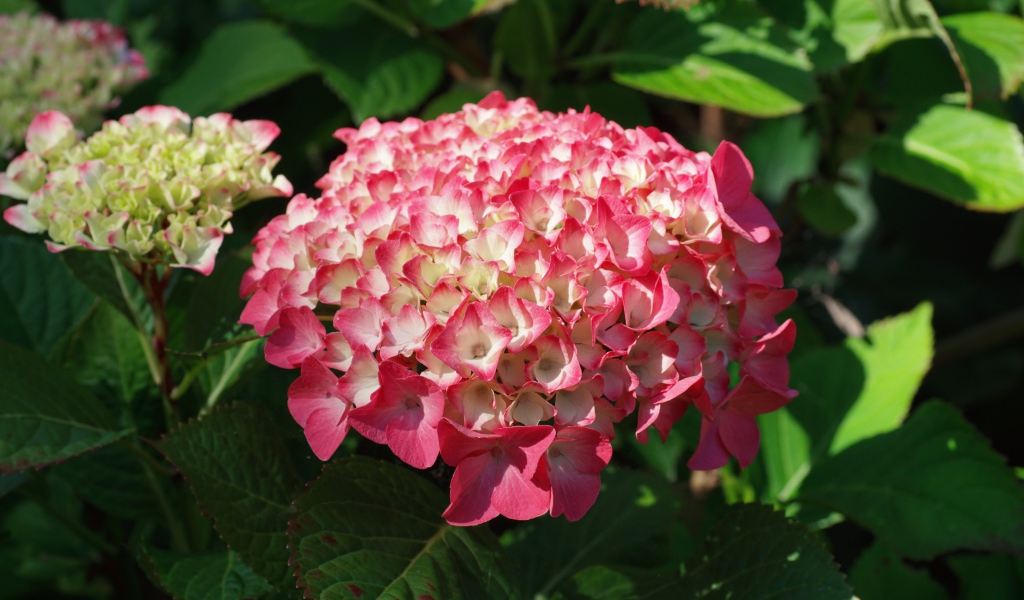 Розовая гортензия на клумбе в лучах солнца
