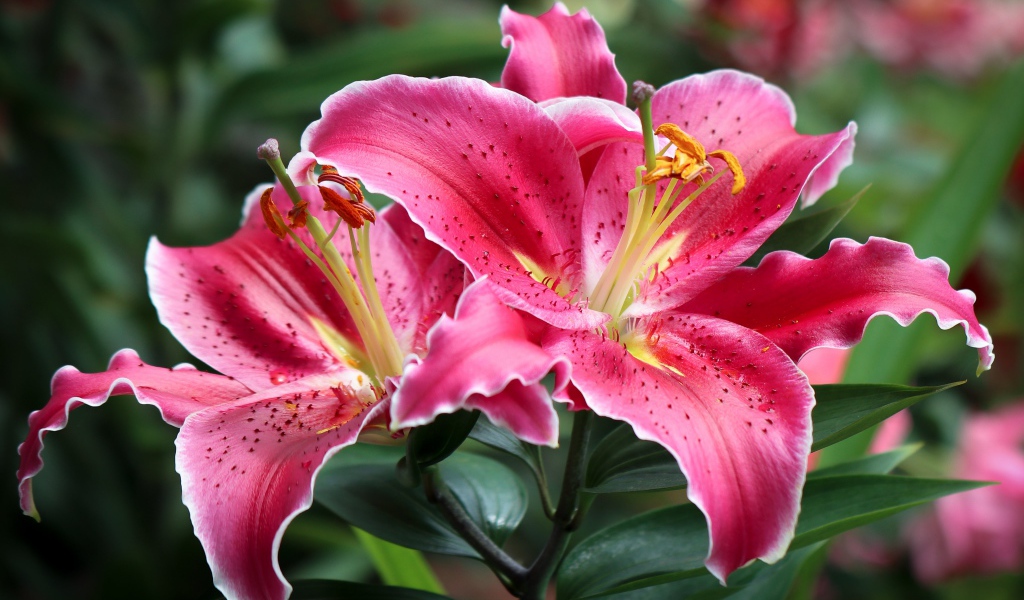 Розовые лилии на клумбе крупным планом 