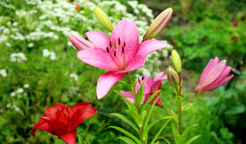 Розовые лилии с бутонами на клумбе