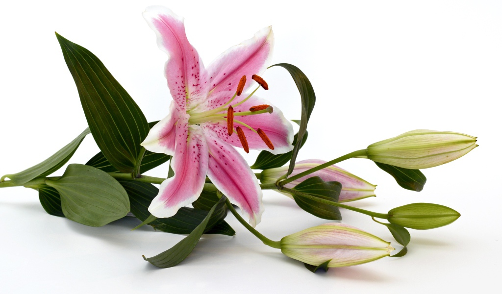 Розовая лилия с бутонами на белом фоне