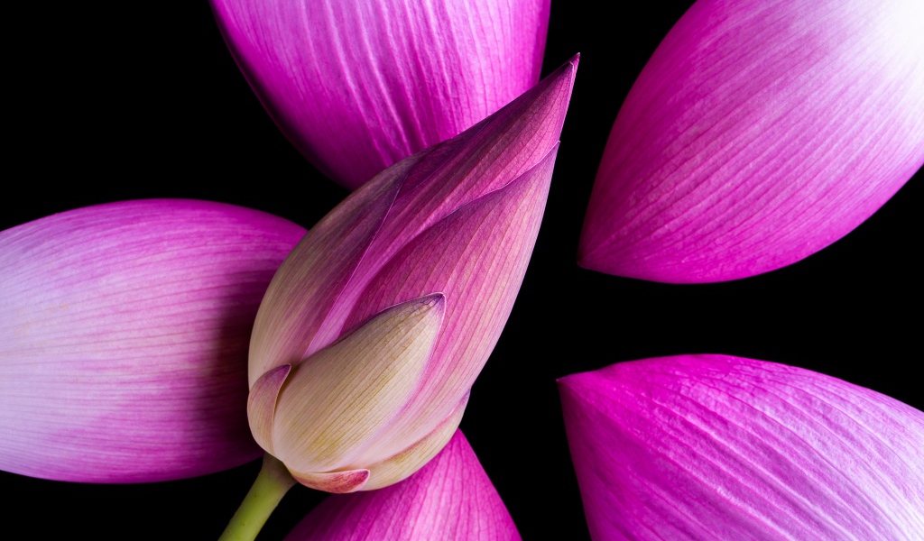 Розовые бутоны Лотоса на черном фоне