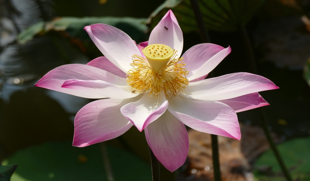 Розовый цветок лотоса распустился в пруду