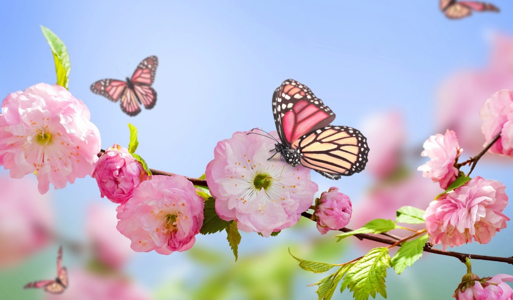 Розовые цветы луизеания на ветке с бабочками