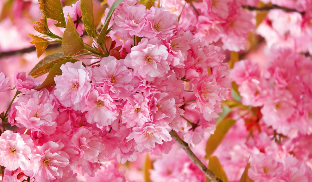 Розовые цветы луизеания на ветке с зелеными листьями