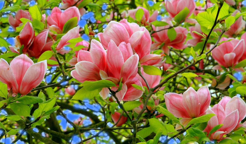 Розовые цветки магнолии в зеленых листьях на дереве 