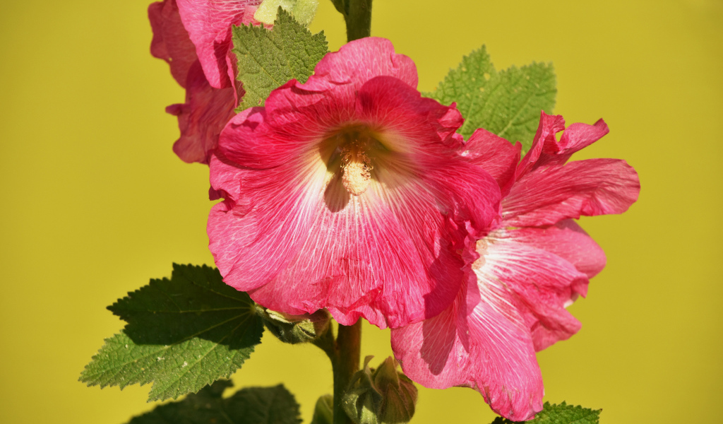 Розовые цветы мальва на желтом фоне