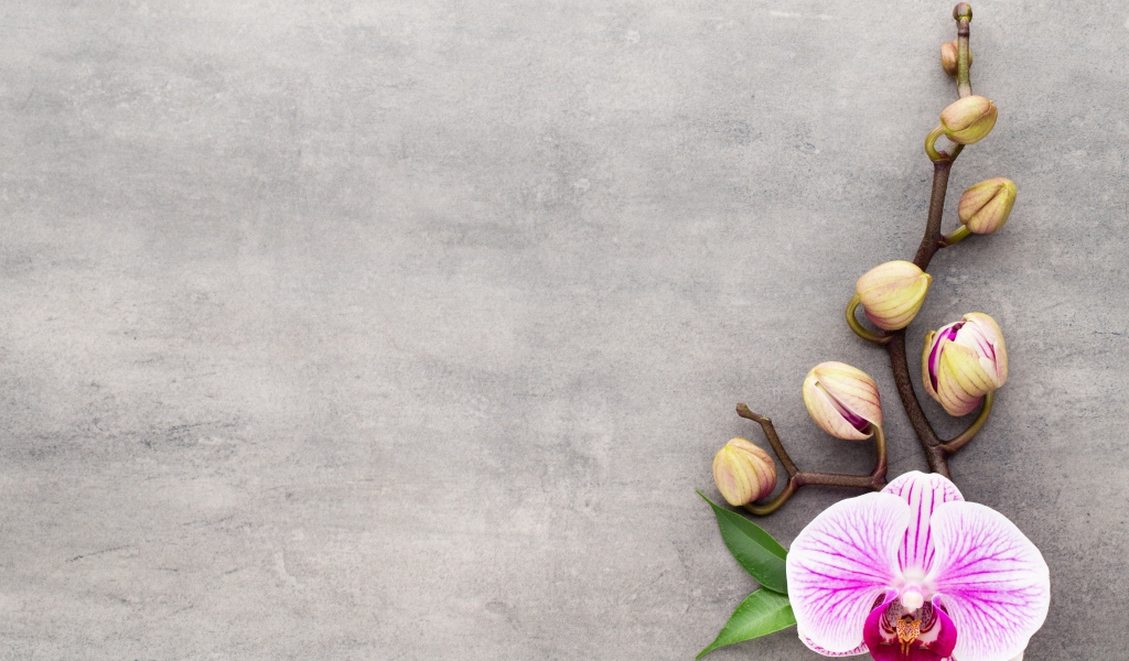 Розовый цветок орхидеи с бутонами на сером фоне
