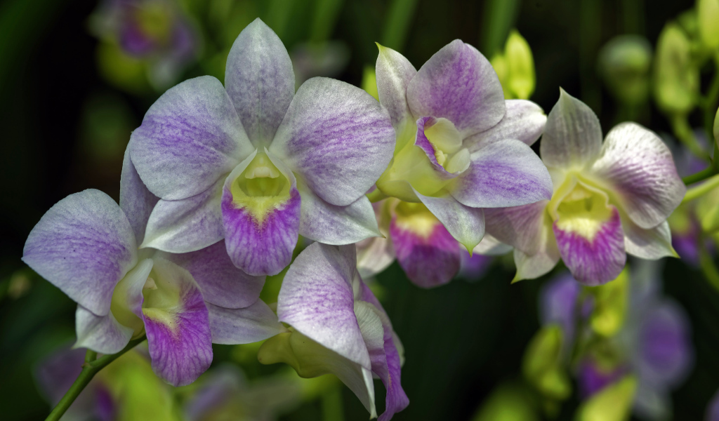 Розовые цветы орхидеи крупным планом