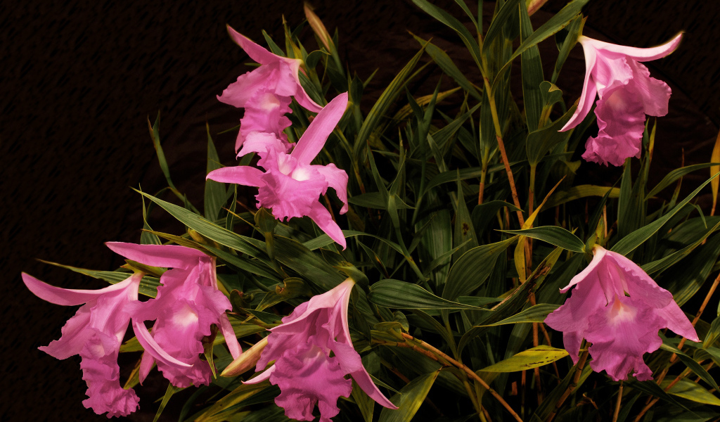 Розовые цветы орхидеи в зеленых листьях 