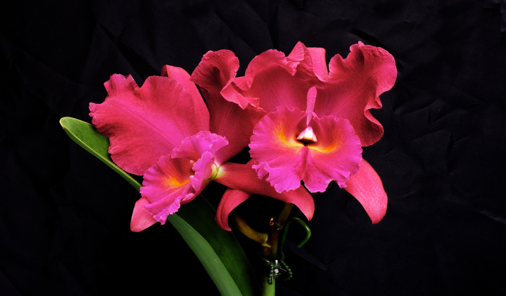 Розовые цветы орхидеи на черном фоне