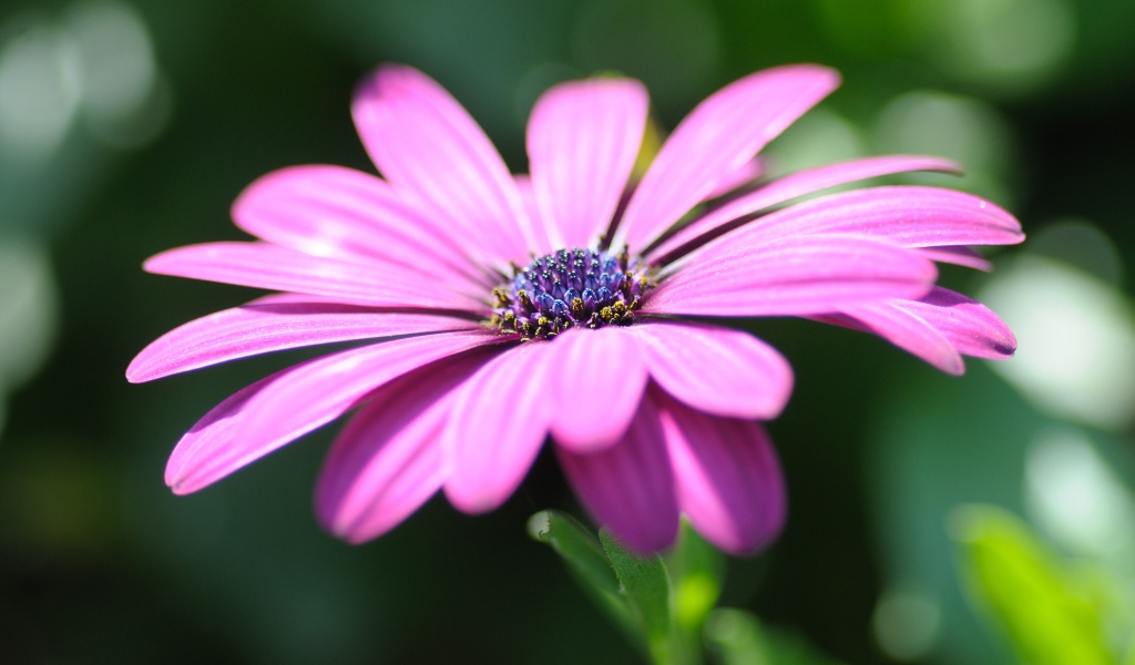 Розовый цветок остеоспермум крупным планом