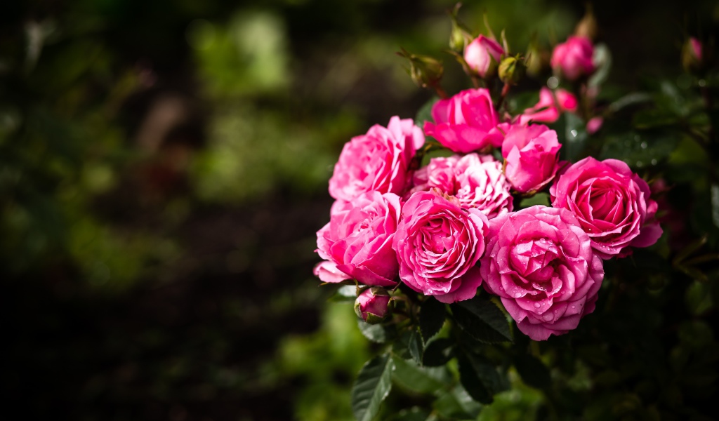 Розовые парковые розы с бутонами на клумбе 