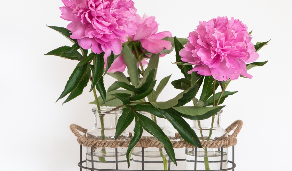 Розовые пионы в вазах на белом фоне