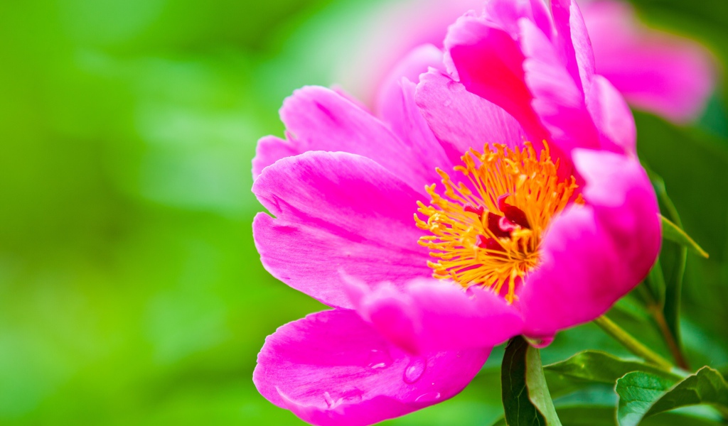 Розовый цветок пиона на зеленом фоне крупным планом