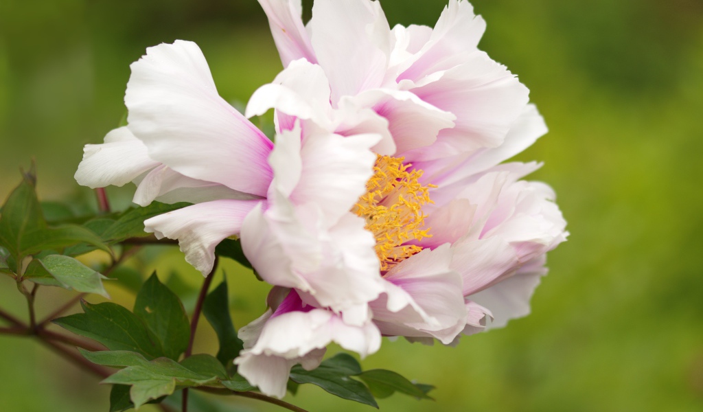 Розовый пион на зеленом фоне