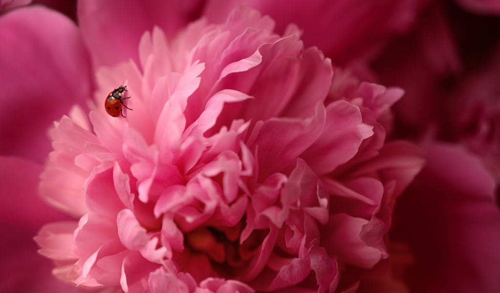 Розовый пион с божьей коровкой крупным планом