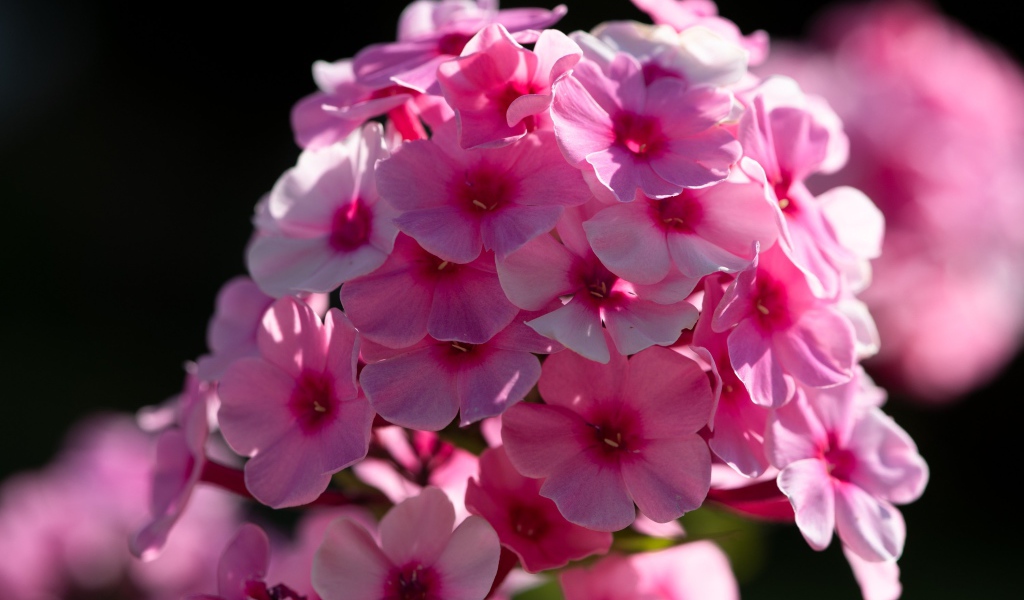 Розовый цветок флоксы в лучах солнца 