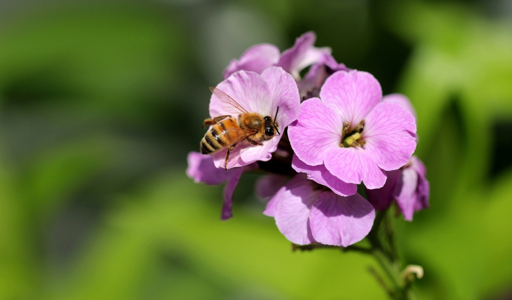 Розовый цветок флокса с пчелой 