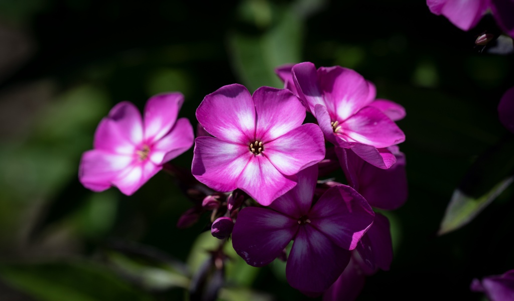 Розовые цветы флоксы крупным планом 